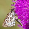 /album/soumracnik-cernohnedy/a2015-07-30-117-jpg/